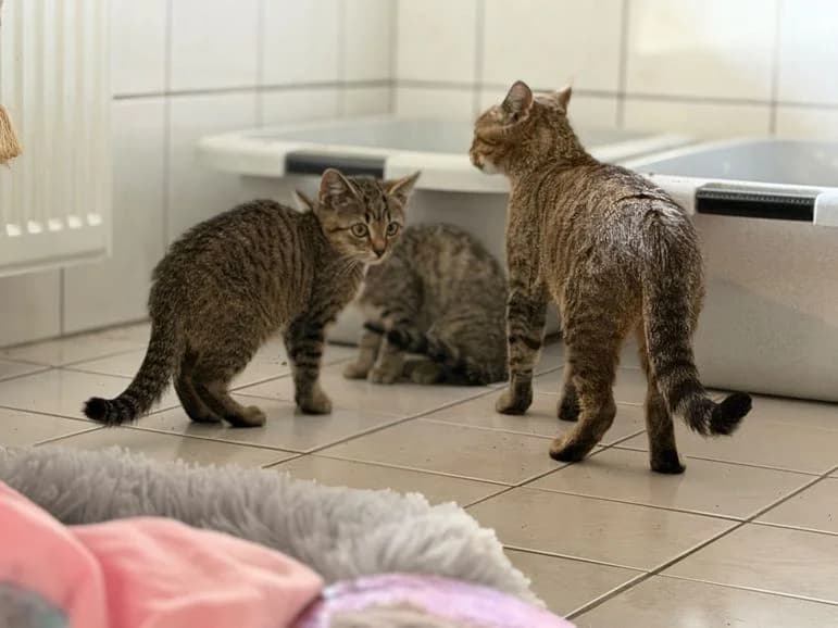 Elli mit 2 Kitten, braun female puppy Mixed Breed for adoption at Tierheim Dillenburg, Dillenburg