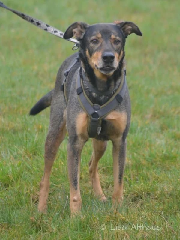 Elmo, female senior Mixed Breed for adoption at Tierheim Dillenburg, Dillenburg