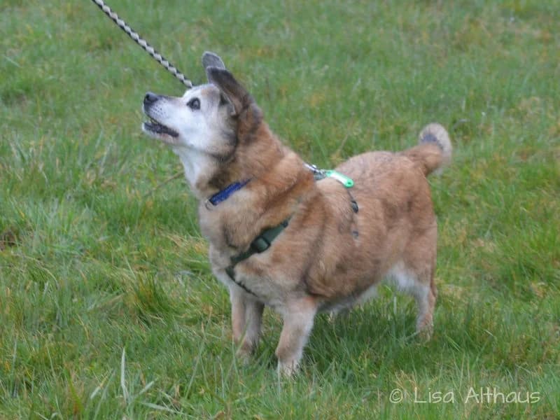 Fips - Dauerpflegeplatz gesucht, male senior Mixed Breed for adoption at Tierheim Dillenburg, Dillenburg