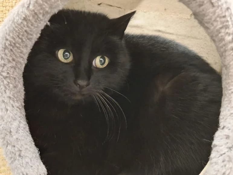 Frauke, female 6yo Mixed Breed for adoption at Tierheim Dillenburg, Dillenburg