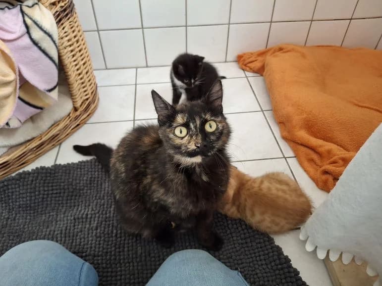 Fiona mit 3 Kitten (1 x reserviert), schwarz male young Mixed Breed for adoption at Tierheim Dillenburg, Dillenburg
