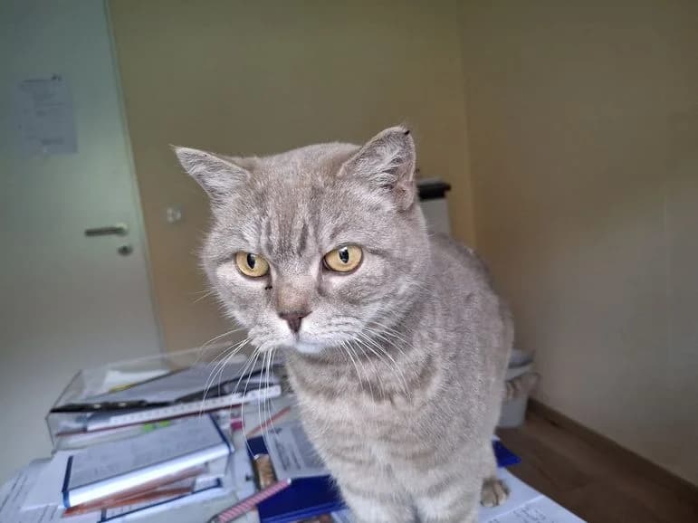 Nika (Fundkatze Ewersbach), female senior Mixed Breed for adoption at Tierheim Dillenburg, Dillenburg