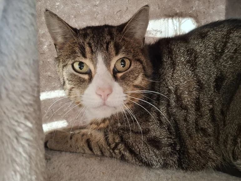 Mika (Fundkater Guntersdorf), male young Mixed Breed for adoption at Tierheim Dillenburg, Dillenburg