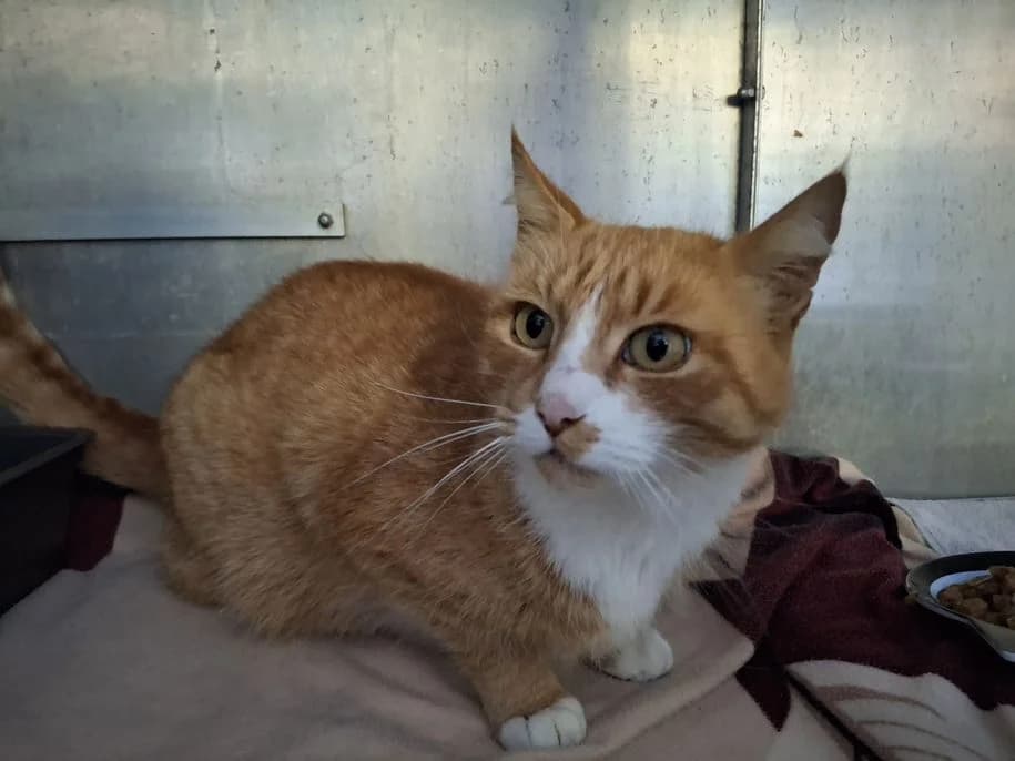 Fundkater Hirschberg-Merkenbach, male Mixed Breed for adoption at Tierheim Dillenburg, Dillenburg
