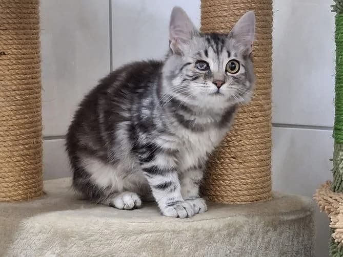 Mayla, female Mixed Breed for adoption at Tierheim Dillenburg, Dillenburg