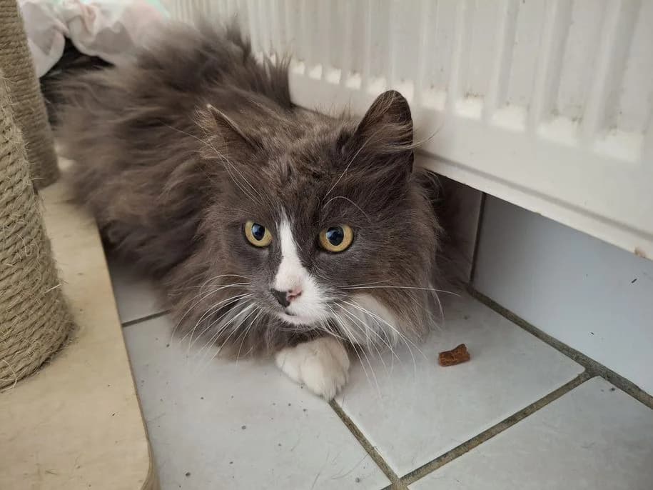 Ivie (Fundkatze Merkenbach), female senior Mixed Breed for adoption at Tierheim Dillenburg, Dillenburg