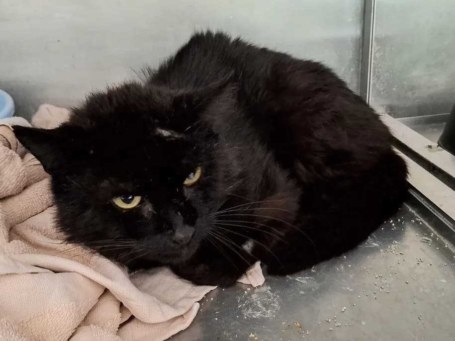 Fundkater Haiger-Allendorf, male senior Mixed Breed for adoption at Tierheim Dillenburg, Dillenburg