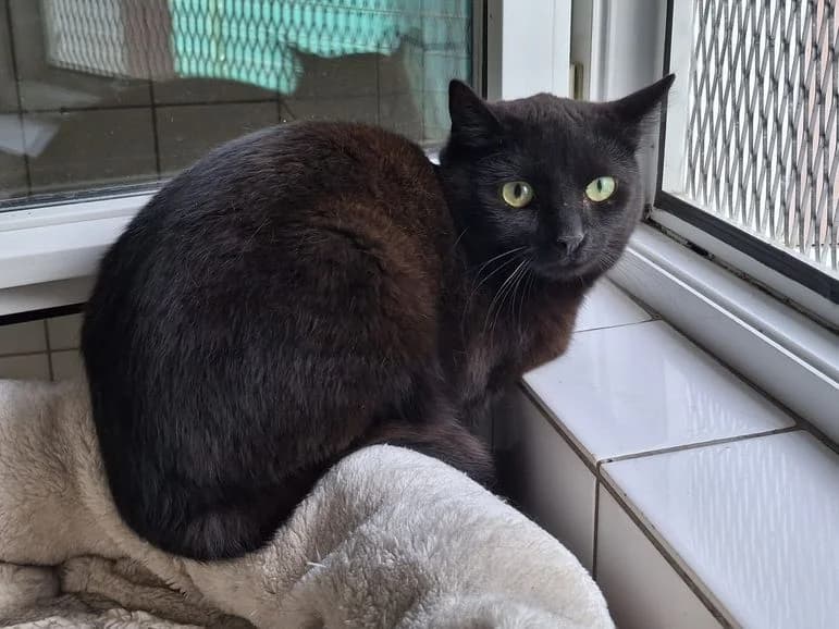Fundkatze Dillenburg, female Mixed Breed for adoption at Tierheim Dillenburg, Dillenburg