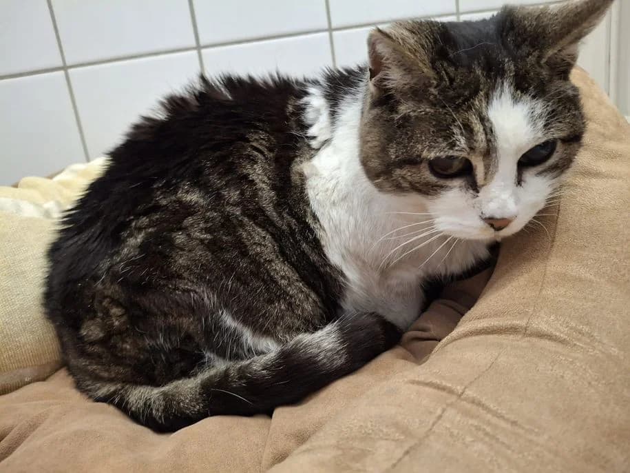 Fundkatze Donsbach, male Mixed Breed for adoption at Tierheim Dillenburg, Dillenburg