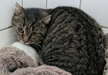 Fundkater Eiershausen, male Mixed Breed for adoption at Tierheim Dillenburg, Dillenburg
