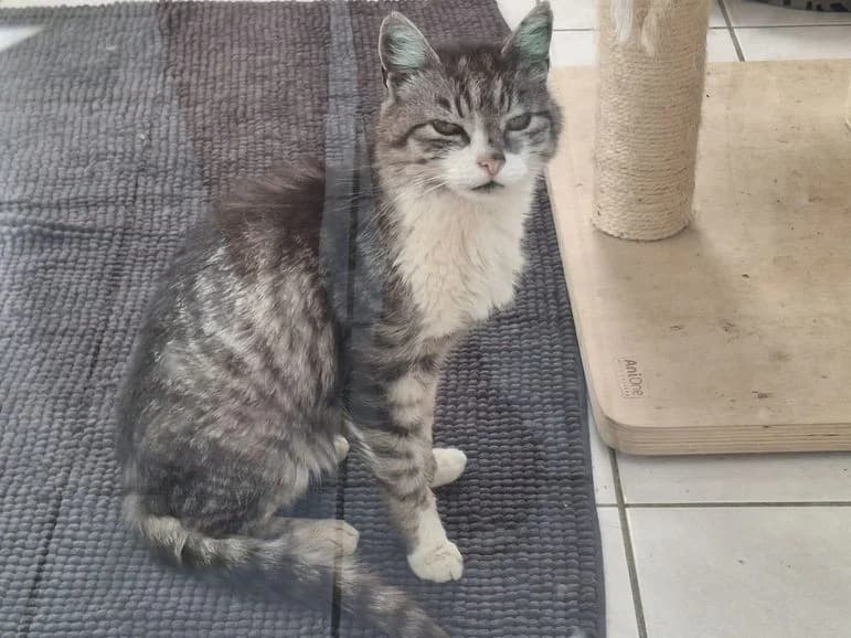 Fundkater Fleisbach, male senior Mixed Breed for adoption at Tierheim Dillenburg, Dillenburg