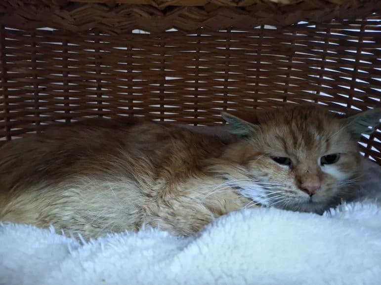 Flinn (Fundkater Medenbach), male 6yo Mixed Breed for adoption at Tierheim Dillenburg, Dillenburg