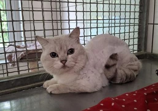 Fundkatze Herborn, male Mixed Breed for adoption at Tierheim Dillenburg, Dillenburg