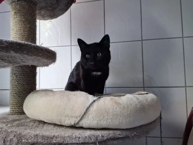 Fundkater Hirzenhain, male 4yo Mixed Breed for adoption at Tierheim Dillenburg, Dillenburg