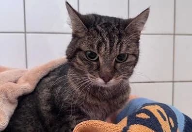 Fundkatze Hofgarten, female Mixed Breed for adoption at Tierheim Dillenburg, Dillenburg