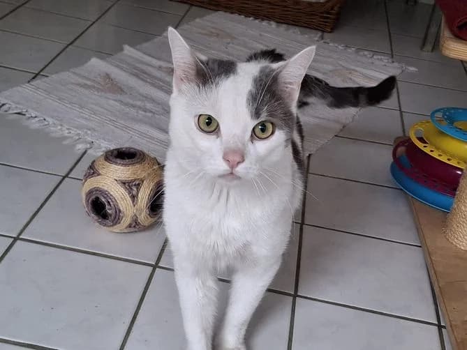 Fundkater Niederscheld, male Mixed Breed for adoption at Tierheim Dillenburg, Dillenburg