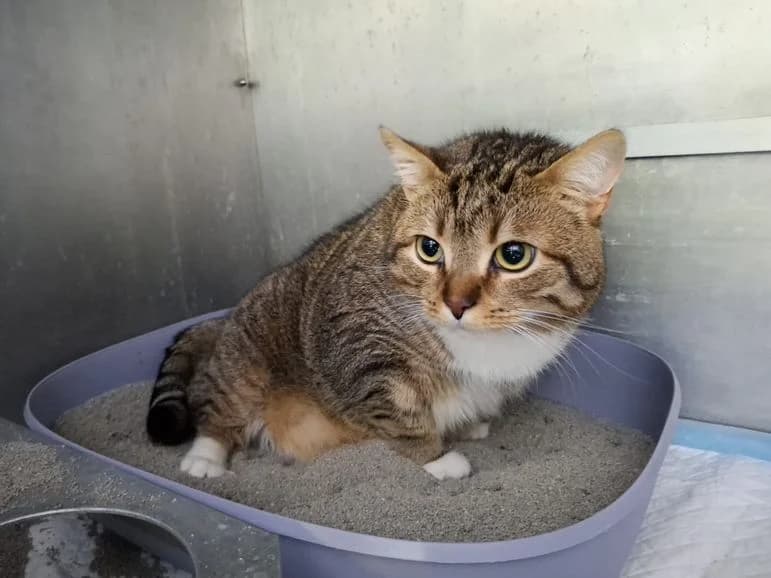 Sid (Fundkater Herborn), male 4yo Mixed Breed for adoption at Tierheim Dillenburg, Dillenburg