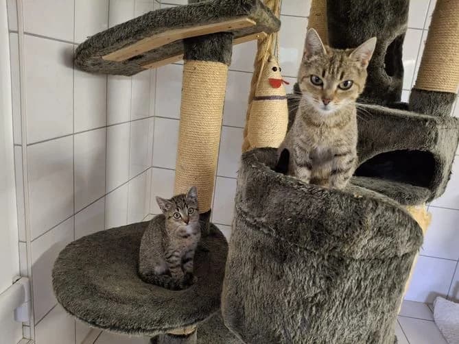 Fundkatzen - Mutter mit 2 Kitten, braun female puppy Mixed Breed for adoption at Tierheim Dillenburg, Dillenburg