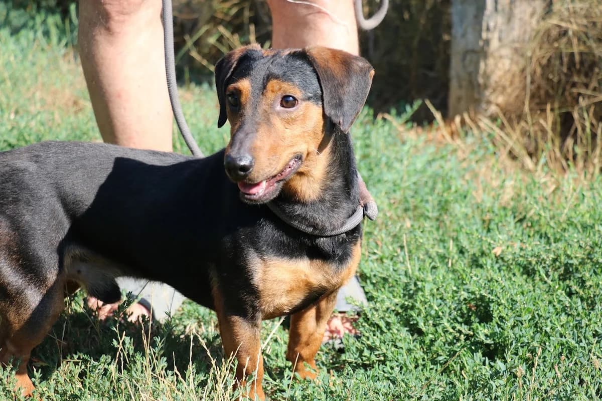 Gyula (ab 6.9. im Tierheim), male 5yo Mixed Breed for adoption at Tierheim Dillenburg, Dillenburg