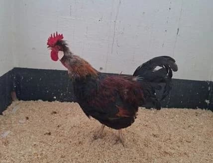 Merlin (Fundtier Sinn) (reserviert), Mixed Breed for adoption at Tierheim Dillenburg, Dillenburg