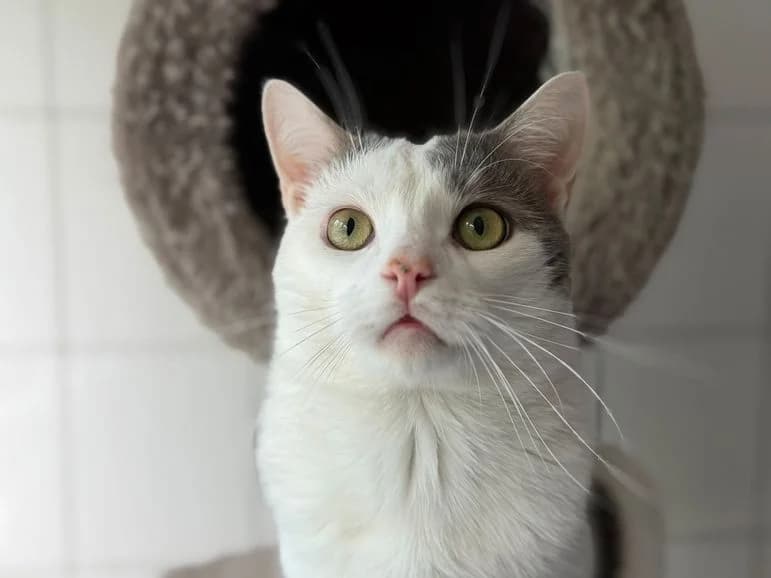 Ivo (Fundkater Niederscheld), male Mixed Breed for adoption at Tierheim Dillenburg, Dillenburg