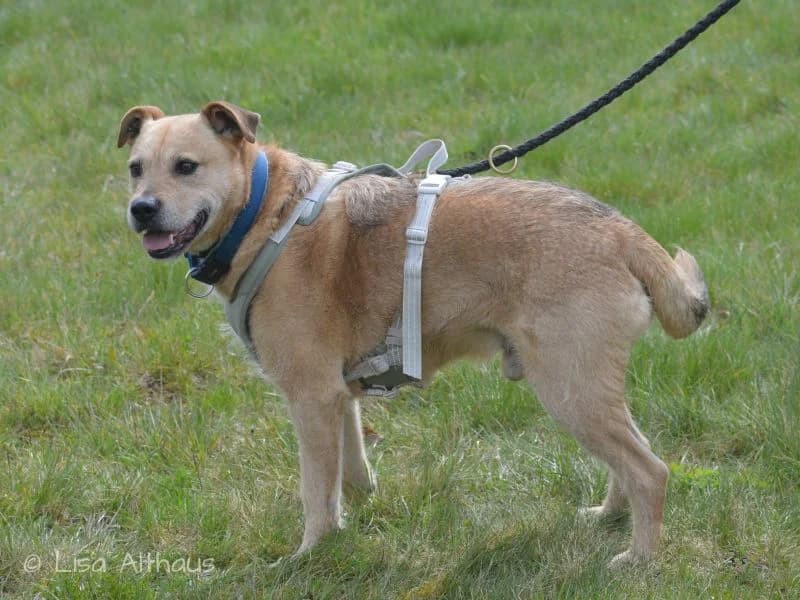 Jack, male young Mixed Breed for adoption at Tierheim Dillenburg, Dillenburg
