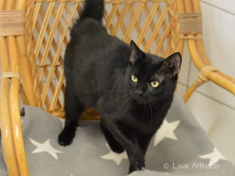 Joe (Fundkater Dillenburg), male 4yo Mixed Breed for adoption at Tierheim Dillenburg, Dillenburg