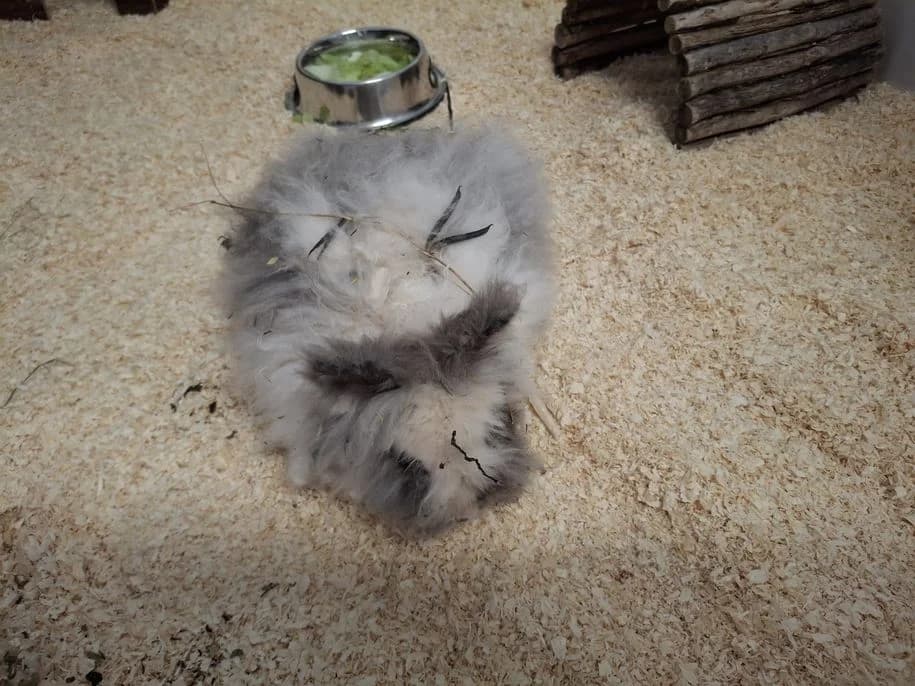 Angorakaninchen (Fundtier), Mixed Breed for adoption at Tierheim Dillenburg, Dillenburg
