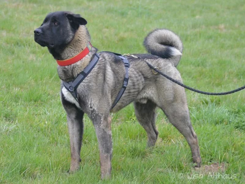 Koda, male young Mixed Breed for adoption at Tierheim Dillenburg, Dillenburg