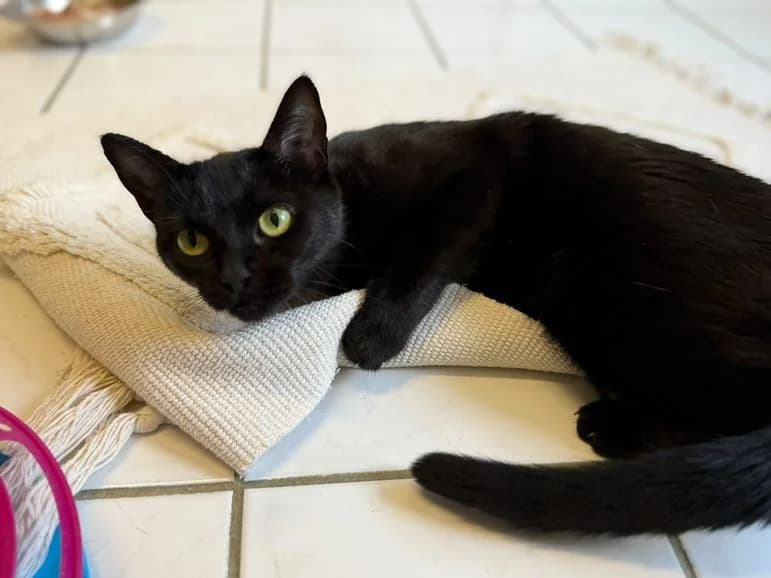 Alice (Fundkatze Haigerseelbach), female Mixed Breed for adoption at Tierheim Dillenburg, Dillenburg