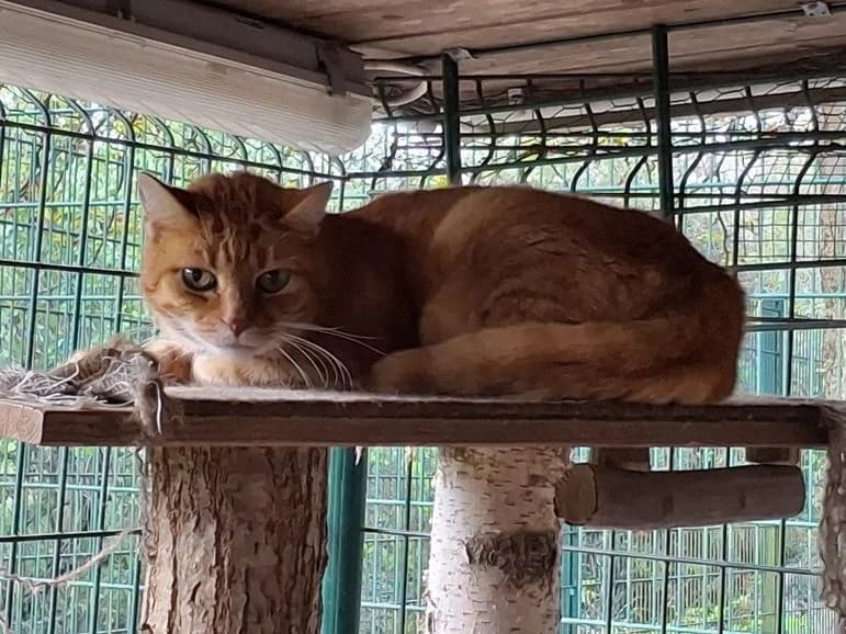 Garfield, male senior Mixed Breed for adoption at Tierheim Dillenburg, Dillenburg