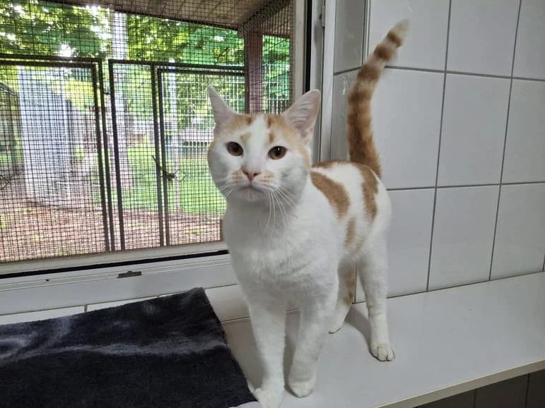 Gino, male young Mixed Breed for adoption at Tierheim Dillenburg, Dillenburg