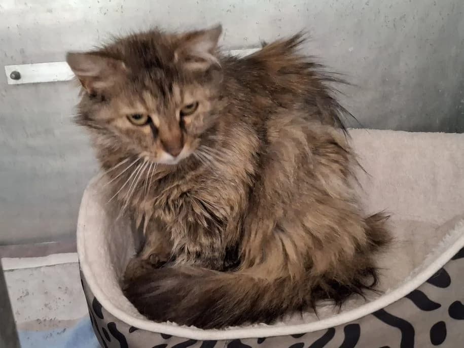 Fundkatze Haigerseelbach, female Mixed Breed for adoption at Tierheim Dillenburg, Dillenburg