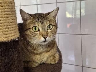 Kaja, female 3yo Mixed Breed for adoption at Tierheim Dillenburg, Dillenburg