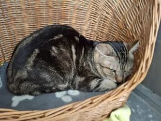 Mario, male 6yo Mixed Breed for adoption at Tierheim Dillenburg, Dillenburg