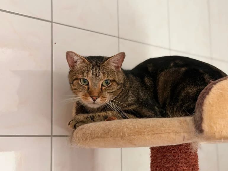 Mario, male 6yo Mixed Breed for adoption at Tierheim Dillenburg, Dillenburg
