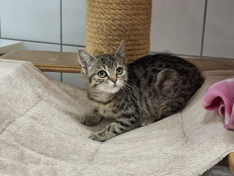 Katzenbaby Ewersbach, female Mixed Breed for adoption at Tierheim Dillenburg, Dillenburg