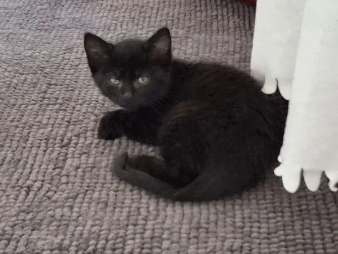 Katzenbaby Manderbach, male puppy Mixed Breed for adoption at Tierheim Dillenburg, Dillenburg