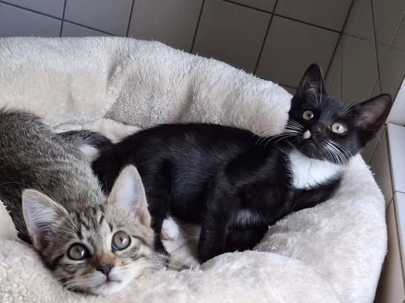 2 Katzenbabys, getigert puppy Mixed Breed for adoption at Tierheim Dillenburg, Dillenburg