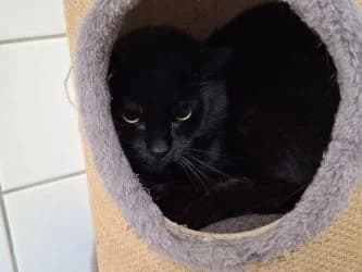 Leo, male senior Mixed Breed for adoption at Tierheim Dillenburg, Dillenburg