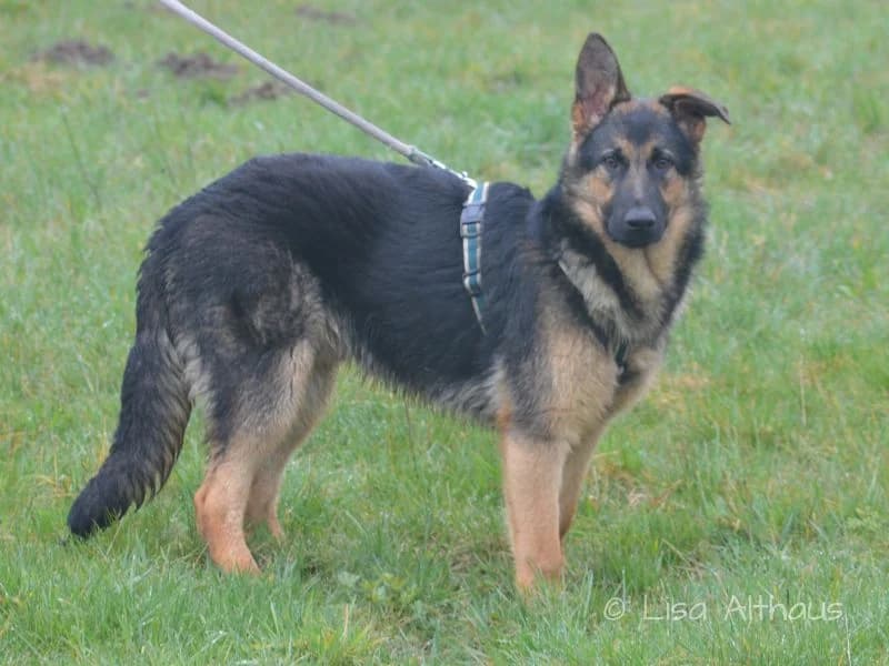 Lou, young Mixed Breed for adoption at Tierheim Dillenburg, Dillenburg