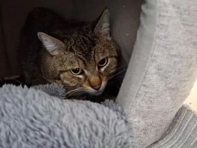 Louis, male senior Mixed Breed for adoption at Tierheim Dillenburg, Dillenburg