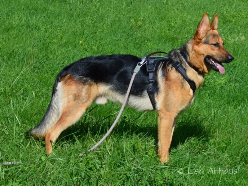 Luis, female young Mixed Breed for adoption at Tierheim Dillenburg, Dillenburg