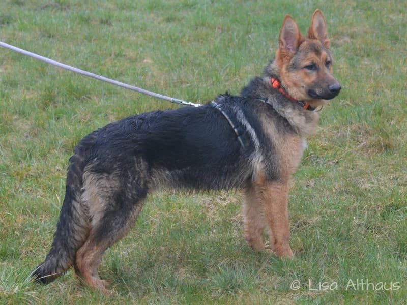 Luis (reserviert), young Mixed Breed for adoption at Tierheim Dillenburg, Dillenburg