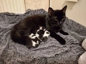 Saphira mit 3 Kitten, female puppy Mixed Breed for adoption at Tierheim Dillenburg, Dillenburg