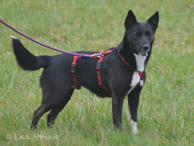 Mania, female 4yo Mixed Breed for adoption at Tierheim Dillenburg, Dillenburg