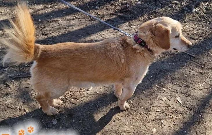 Mardel (ab 6.9. im Tierheim), male 6yo Mixed Breed for adoption at Tierheim Dillenburg, Dillenburg