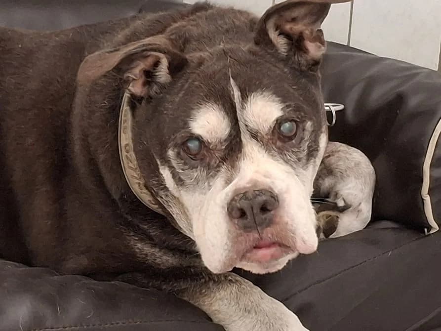 Mole - Dauerpflegestelle gesucht!, female senior Mixed Breed for adoption at Tierheim Dillenburg, Dillenburg