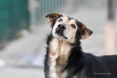 Odi, male senior Mixed Breed for adoption at Tierheim Dillenburg, Dillenburg