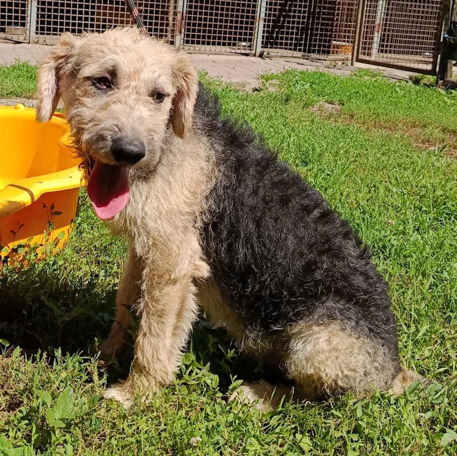 Patrik, female puppy Mixed Breed for adoption at Tierheim Dillenburg, Dillenburg